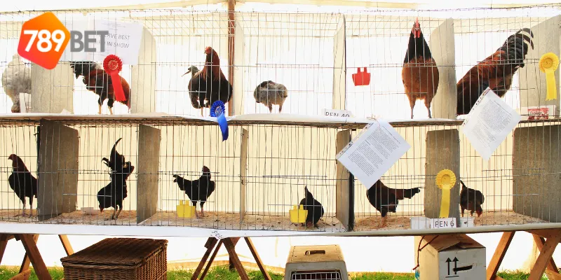 Cá cược đá gà an toàn và sự khác biệt