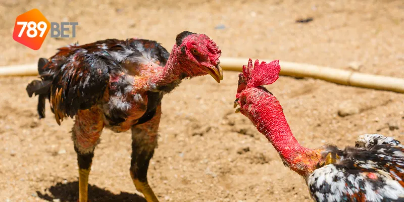 Các loại hình cá cược đá gà an toàn 789BET