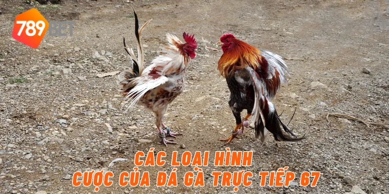 Các loại hình cược của đá gà trực tiếp 67