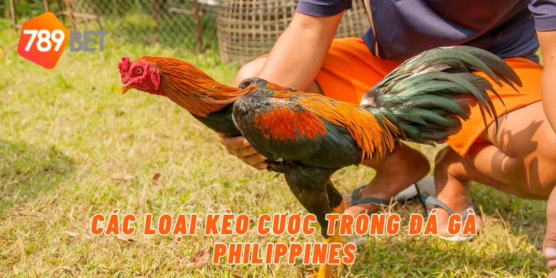 Các loại kèo cược trong đá gà Philippines