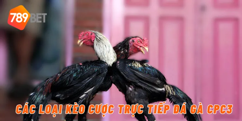Trực Tiếp Đá Gà CPC3 Tại 789BET – Cập Nhật Mới Nhất 3 Các loại kèo cược trực tiếp đá gà CPC3
