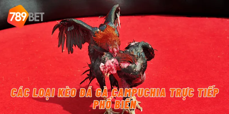 Các loại kèo đá gà campuchia trực tiếp phổ biến