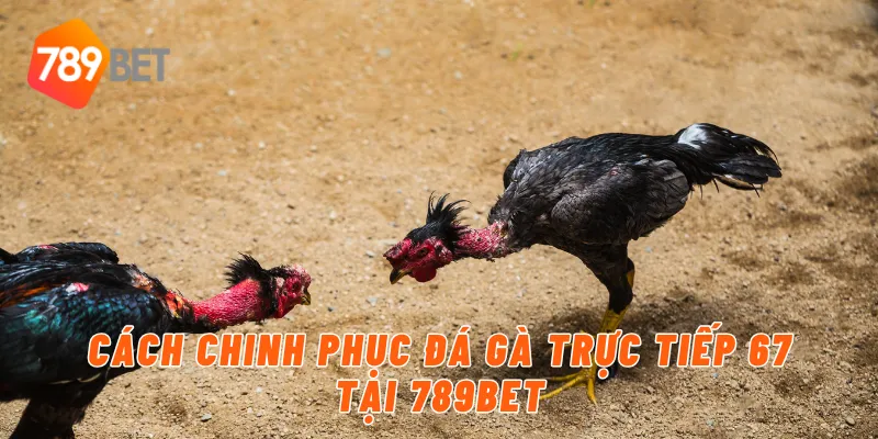 Cách chinh phục đá gà trực tiếp 67 tại 789BET