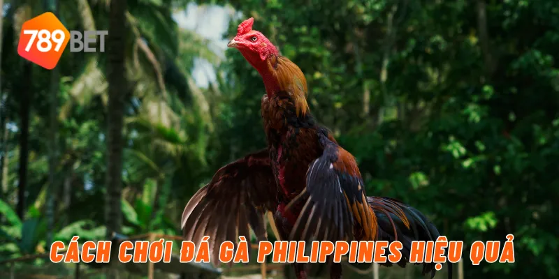 Cách chơi đá gà philippines hiệu quả
