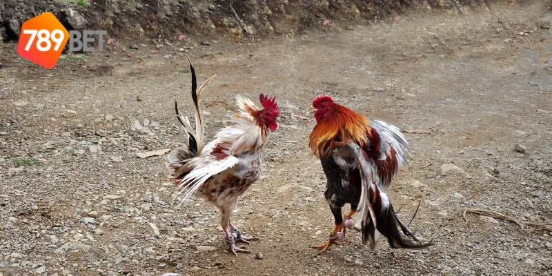 Cách tham gia cá cược tại nhà cái đá gà uy tín