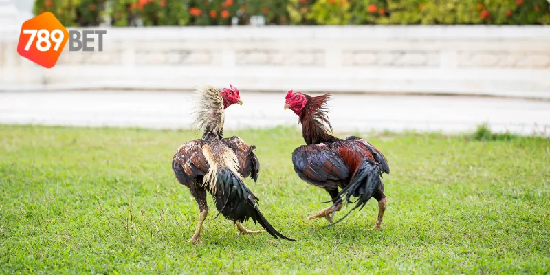 Cách tham gia các trận đấu đá gà cựa sắt quốc tế