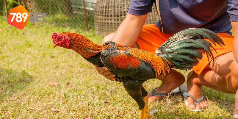 Cách tham gia chơi đá gà online 