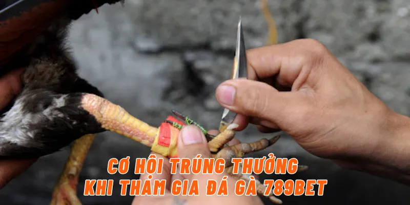 Cơ hội trúng thưởng khi tham gia đá gà 789BET