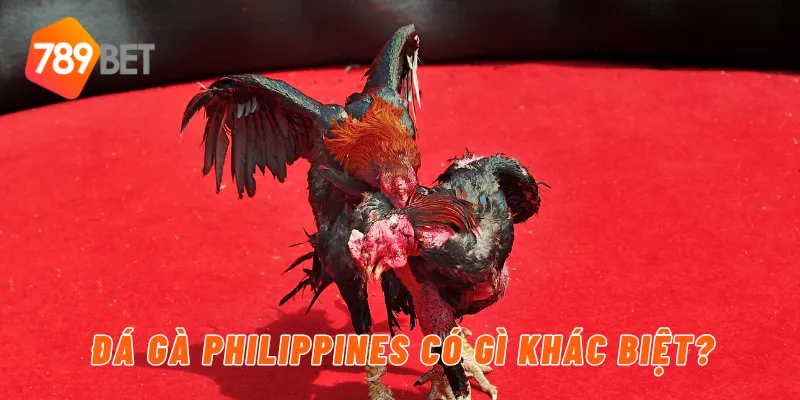 Đá gà philippines có gì khác biệt?