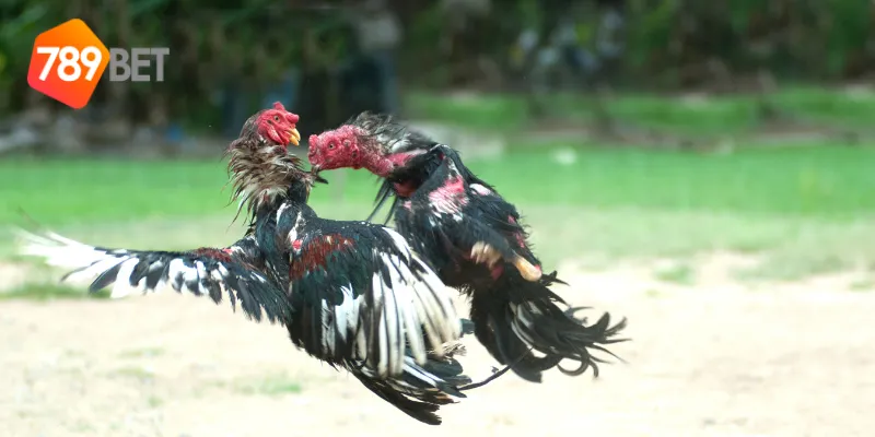 Đặc điểm các trận đấu đá gà cựa sắt quốc tế