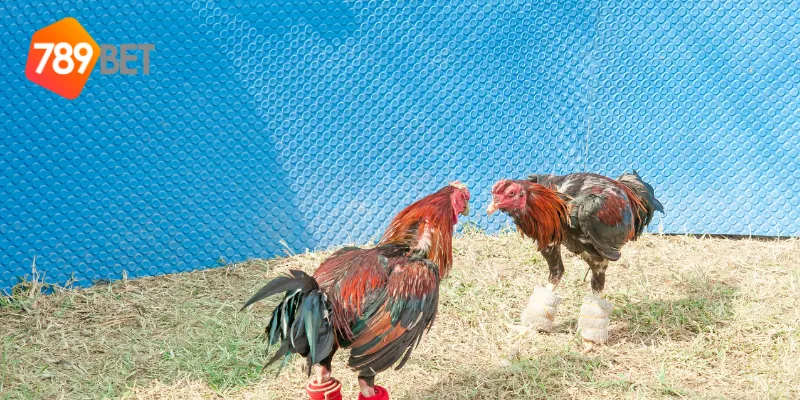 Đặt cược và theo dõi với cá cược đá gà an toàn