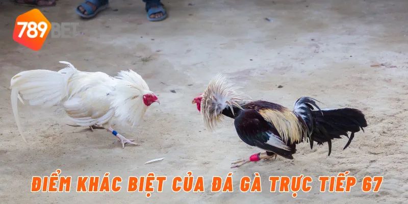 Điểm khác biệt của đá gà trực tiếp 67
