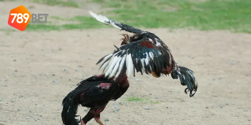 Kèo cá cược đá gà cựa sắt quốc tế