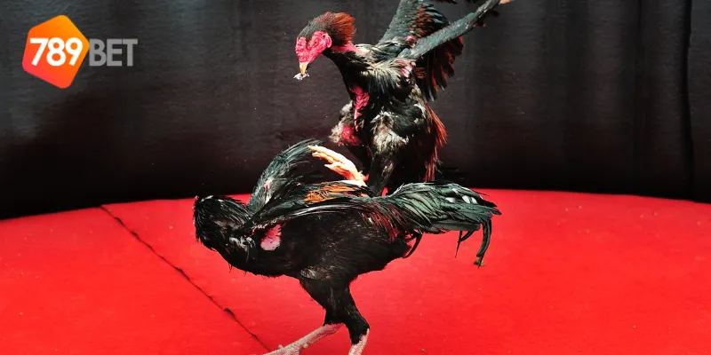 Lợi ích khi chơi đá gà online