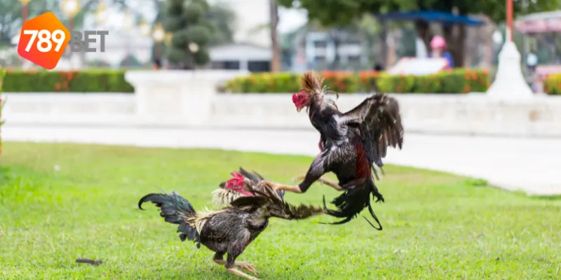 Lợi ích khi tham gia tại nhà cái đá gà uy tín 789BET