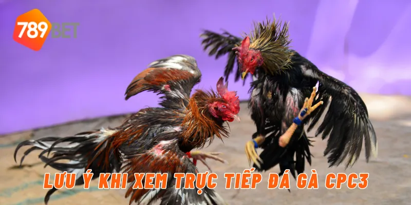 Trực Tiếp Đá Gà CPC3 Tại 789BET – Cập Nhật Mới Nhất 4 Lưu ý khi xem trực tiếp đá gà CPC3