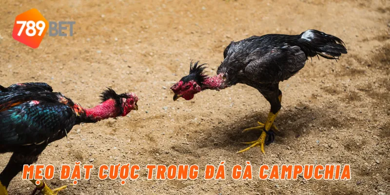 Mẹo đặt cược trong đá gà Campuchia 789BET
