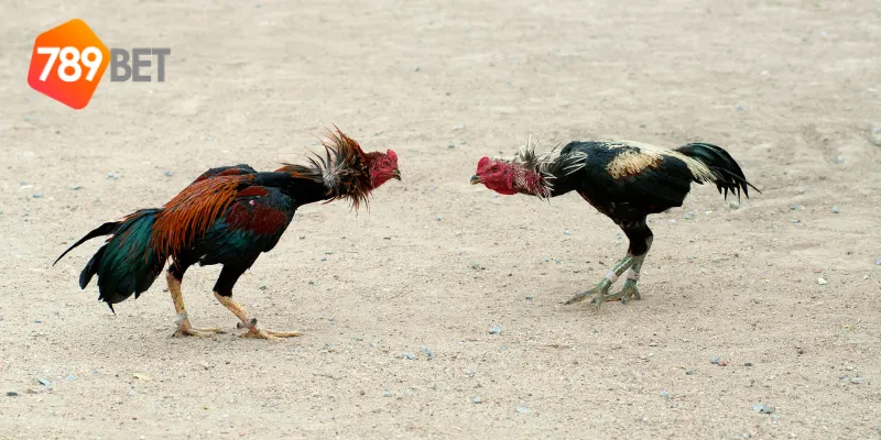Những đấu sĩ nổi bật trong các trận chơi đá gà online