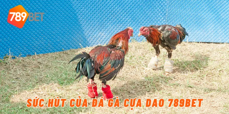 Sức hút của đá gà cựa dao 789BET