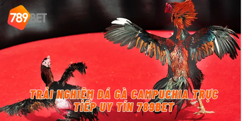 Trải nghiệm đá gà Campuchia trực tiếp uy tín 789BET