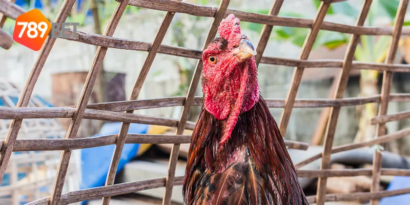 Trực tiếp chất lượng cao từ nhà cái đá gà uy tín