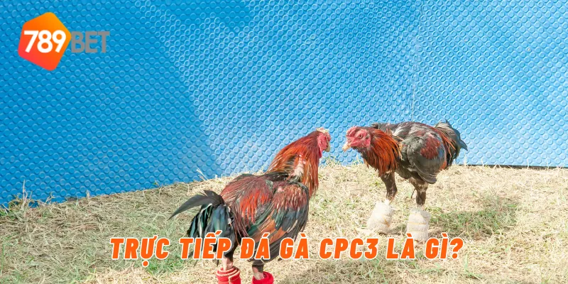Trực Tiếp Đá Gà CPC3 Tại 789BET – Cập Nhật Mới Nhất 2 Trực tiếp đá gà CPC3 là gì?