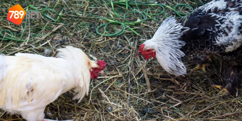 Đá Gà Tre Nhanh, Cược Hấp Dẫn Tại 789BET 4 Cách đặt cược đá gà tre nhanh trên nền tảng 789BET