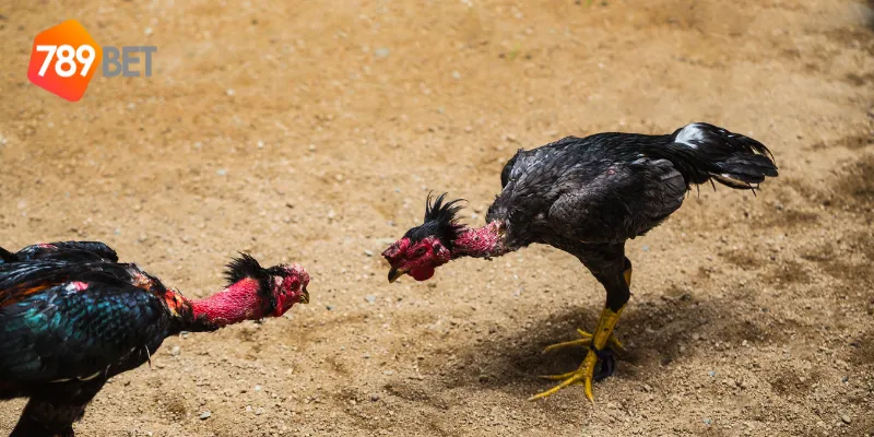 Cách tham gia đá gà cựa kim