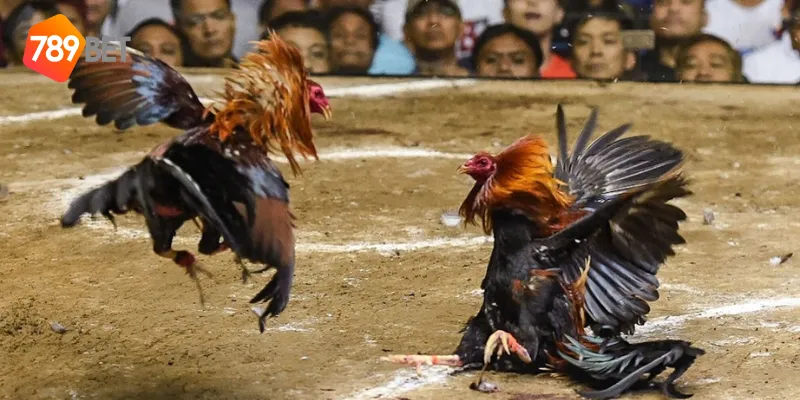 Cách tham gia đá gà sinh tử