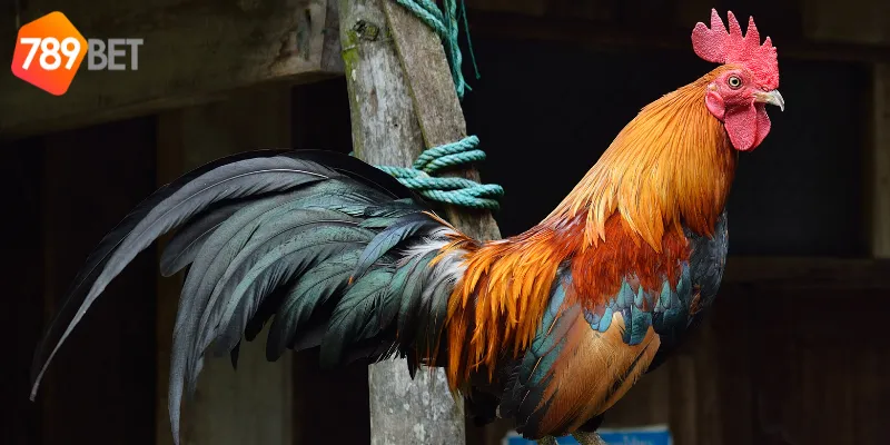 Cách tham gia đấu trường gà tre Việt