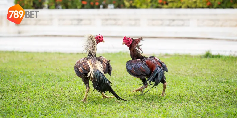 Đá gà chọi Thái Lan là gì?