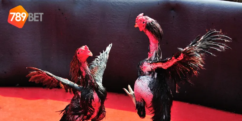 Đá gà cựa kim là gì?