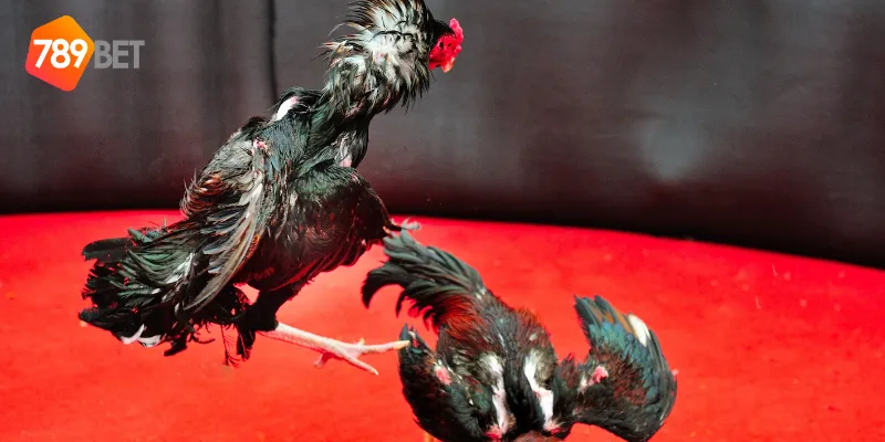 Đá gà sinh tử cực kỳ hấp dẫn tại 789BET