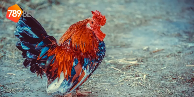 Đấu trường gà tre Việt đang phát triển mạnh mẽ