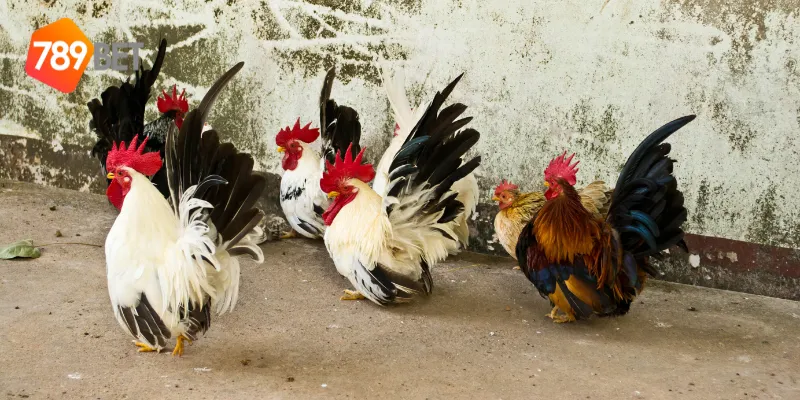 Giới thiệu đấu trường gà tre Việt