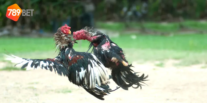 Mẹo cược đá gà chọi Thái Lan hiệu quả