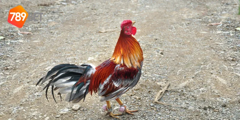 Mẹo cược đá gà cựa kim