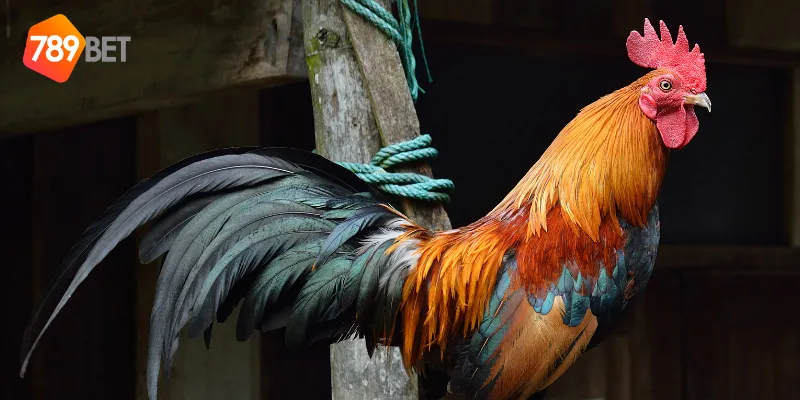 Đá Gà Tre Nhanh, Cược Hấp Dẫn Tại 789BET 2 Quy tắc cơ bản của đá gà tre nhanh