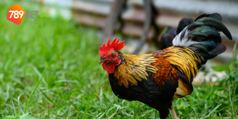 Đá Gà Tre Nhanh, Cược Hấp Dẫn Tại 789BET 3 Trải nghiệm cá cược an toàn và minh bạch với đá gà tre nhanh