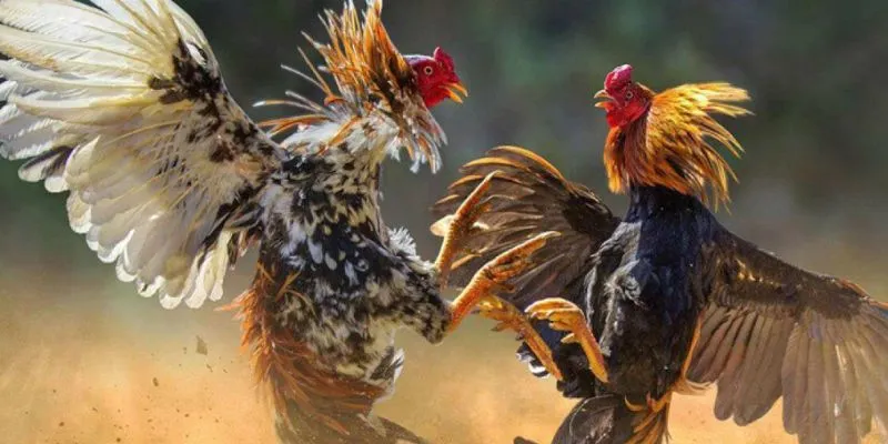 Những lý do bạn nên lựa chọn đá gà tại nhà cái