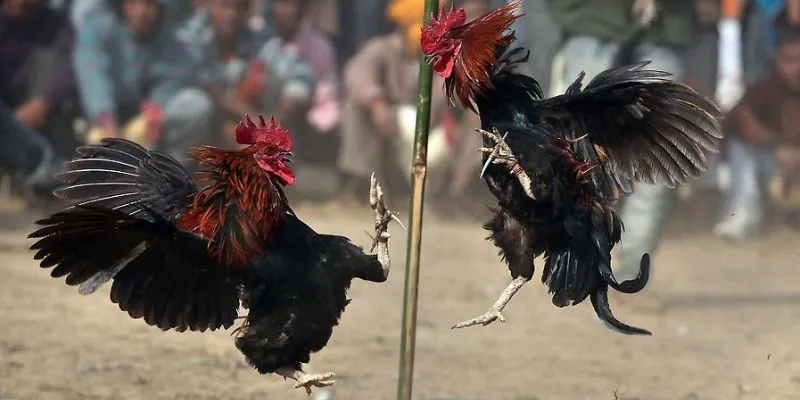 Kinh nghiệm chiến thắng đá gà đỉnh cao