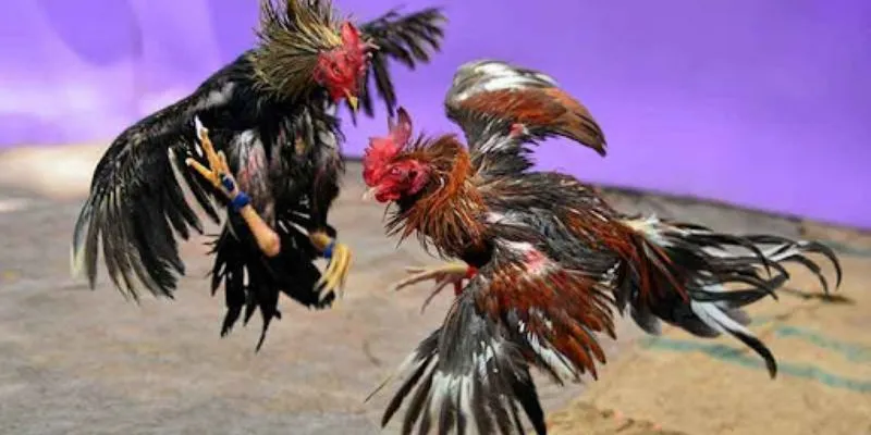 Khám phá đá gà Campuchia