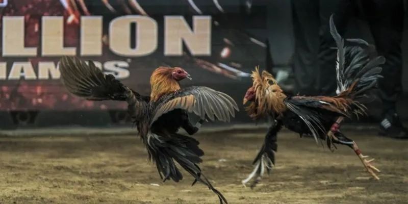 Lý do nên tham gia chơi đá gà casino