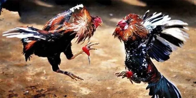 Tìm hiểu chi tiết về sảnh chơi đá gà