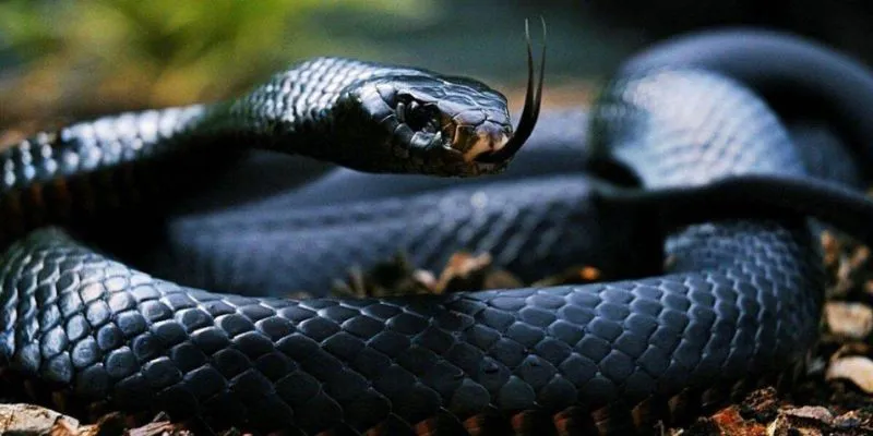 Các trường hợp khi nằm mơ rắn