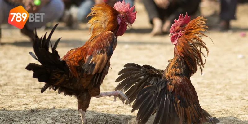 Tìm hiểu kỹ năng chiến đấu trong đá gà chiến thuật