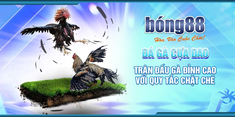 5 da ga cua dao tran dau ga dinh cao voi quy tac chat che