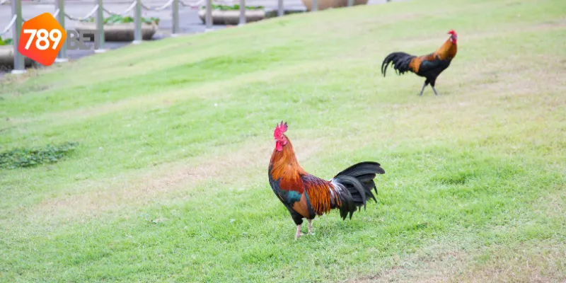 Gà Chọi Xứ Bắc Trận Đấu Đỉnh Cao Cùng 789BET 3 Các quy tắc trong thi đấu gà chọi xứ bắc