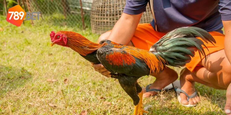 Gà Chọi Xứ Bắc Trận Đấu Đỉnh Cao Cùng 789BET 4 Cách chọn chiến kê để thi đấu gà chọi