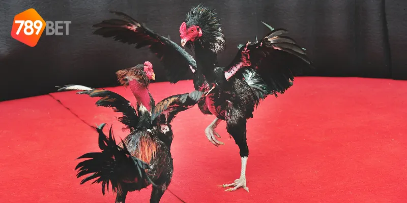 Đấu Gà Trực Tiếp Online Cập Nhật Mới Nhất Từ 789BET 4 Cách cược đấu gà trực tiếp online